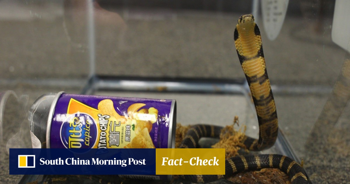 king cobras nz history background